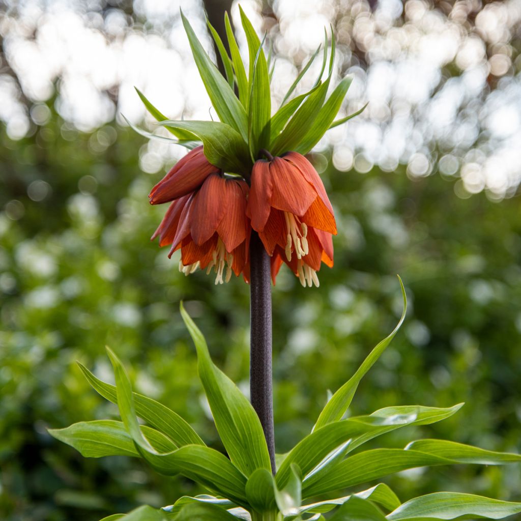 Fritillaria imperialis Rubra