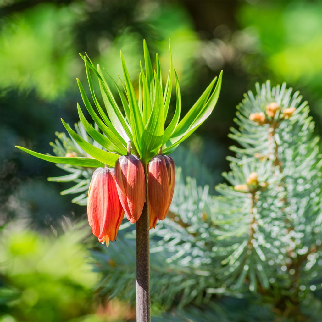 Fritillaria imperialis Rubra
