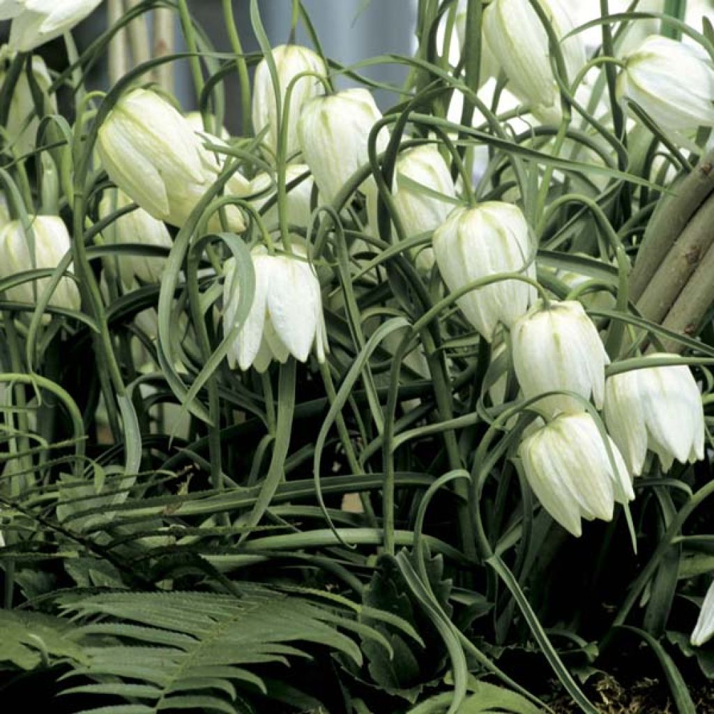 Fritillaria meleagris Alba