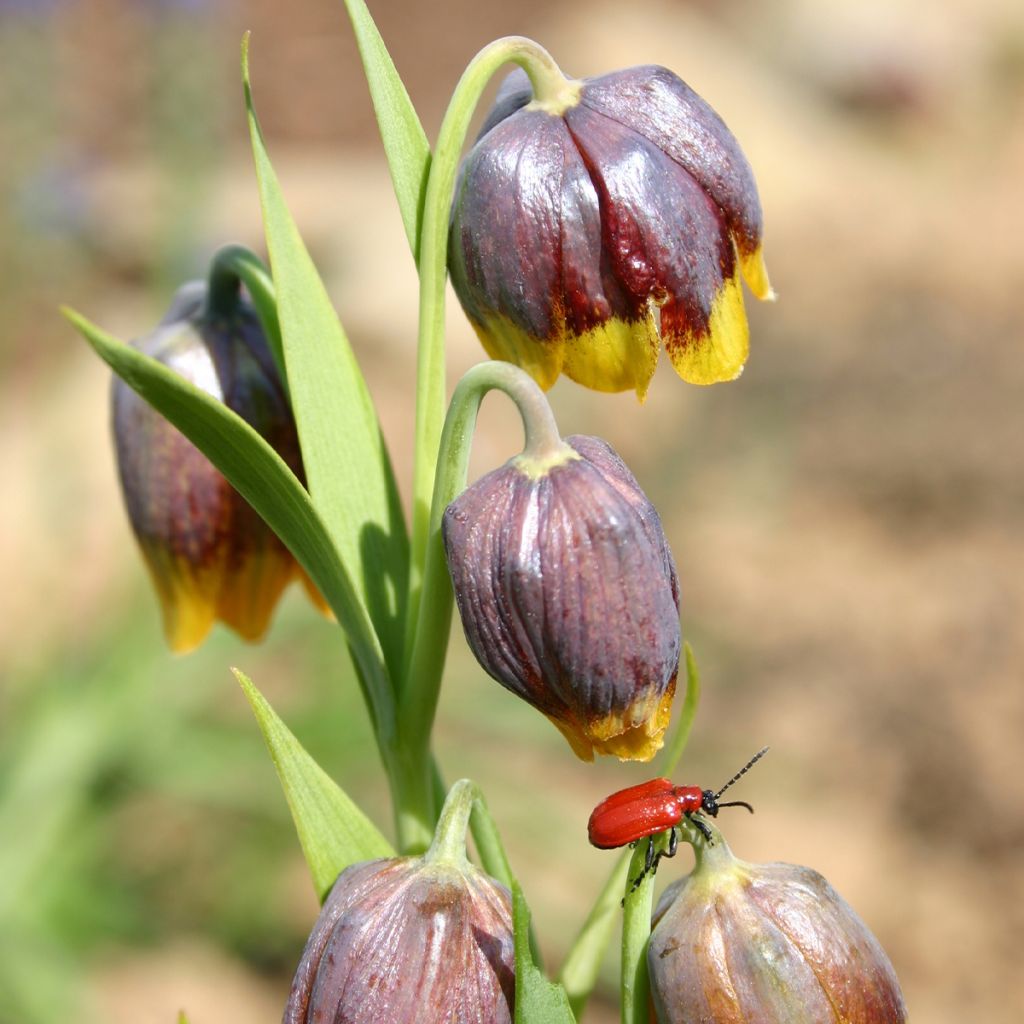 Fritillaria michailovskyi