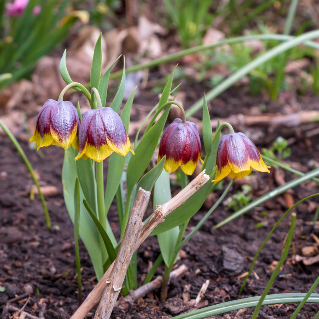 Fritillaria michailovskyi