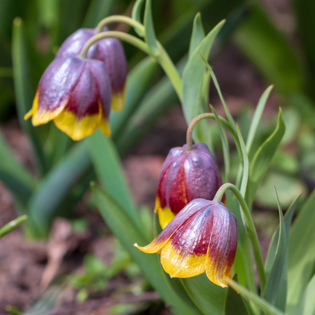 Fritillaria michailovskyi