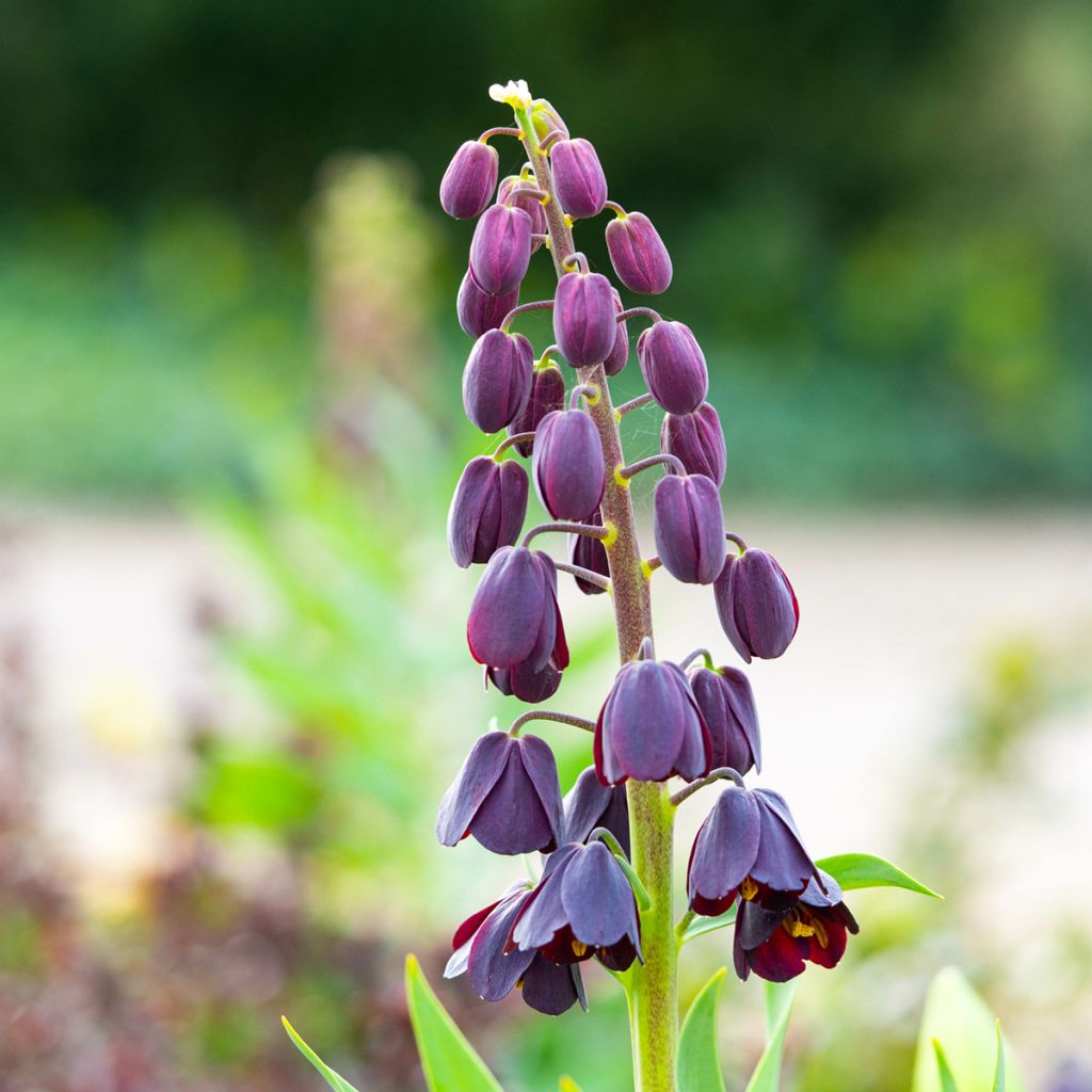 Fritillaria persica Adiyaman