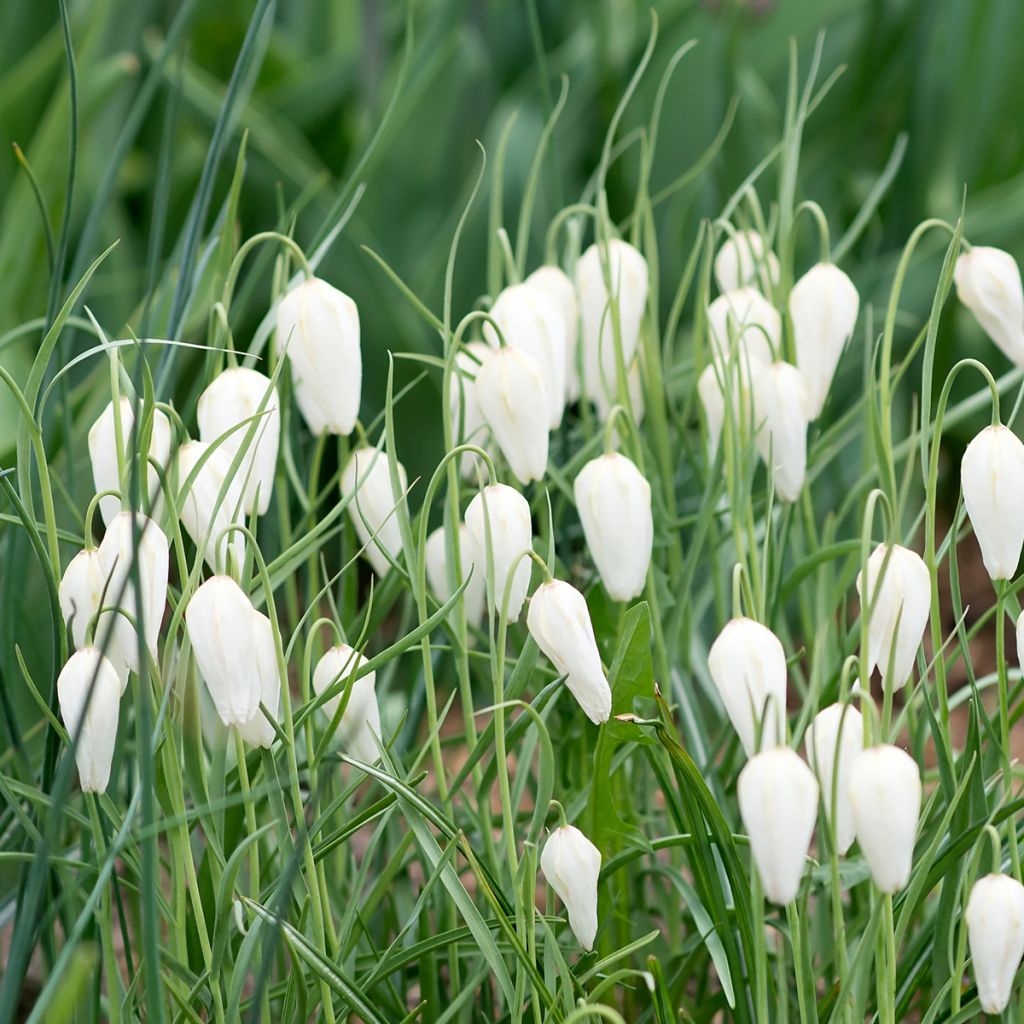 Fritillaria meleagris Alba