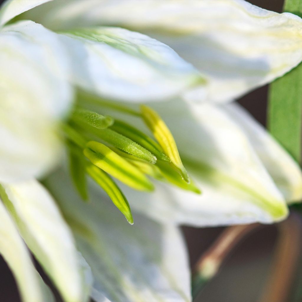 Fritillaria meleagris Alba
