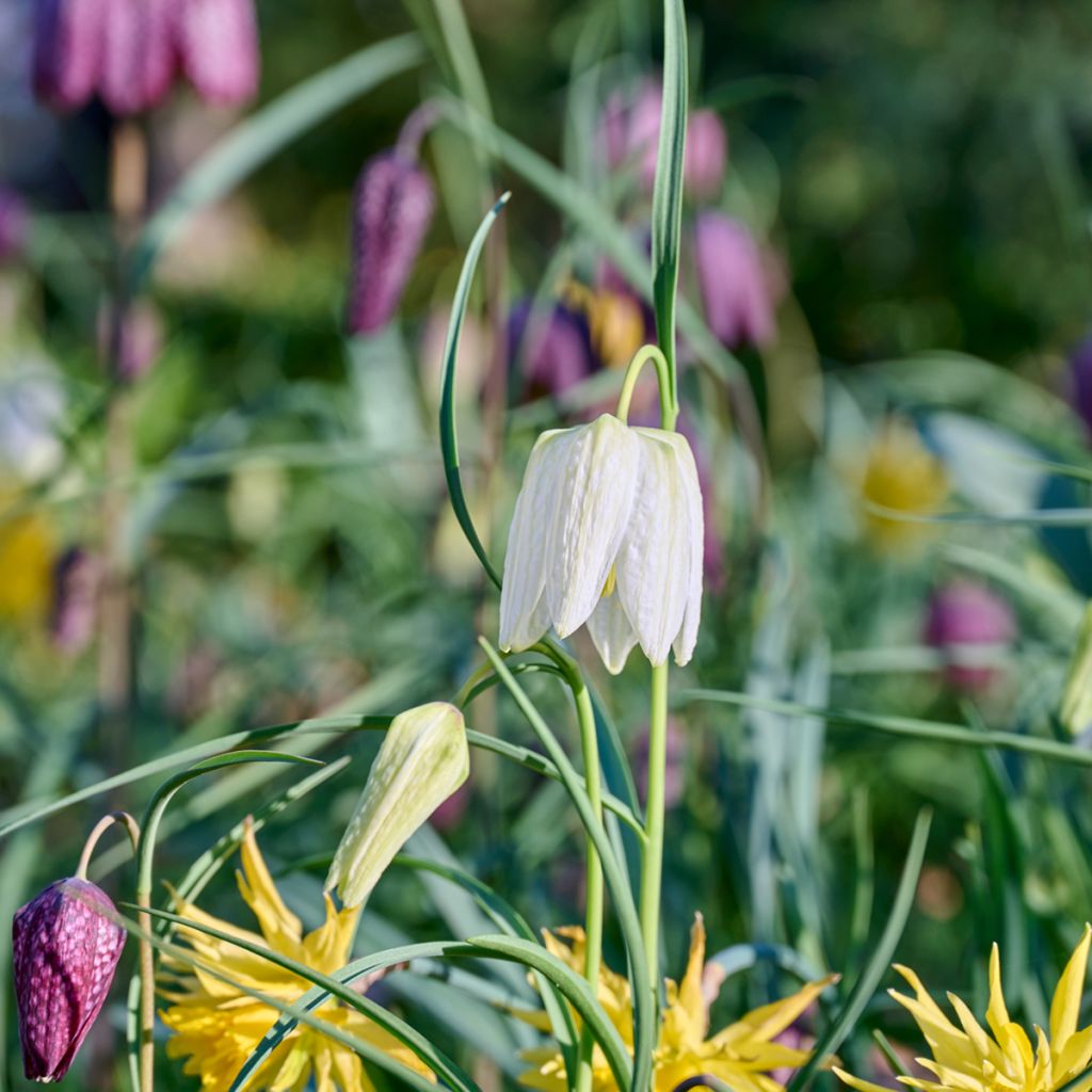 Fritillaria meleagris Alba