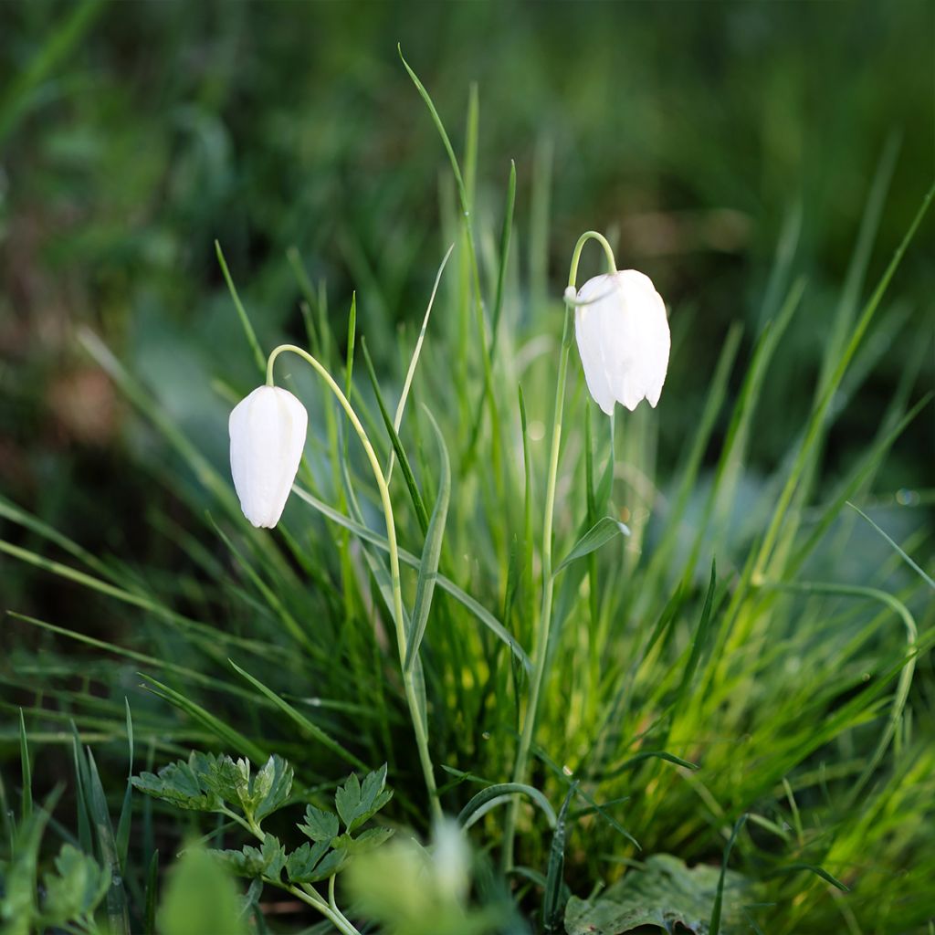 Fritillaria meleagris Alba