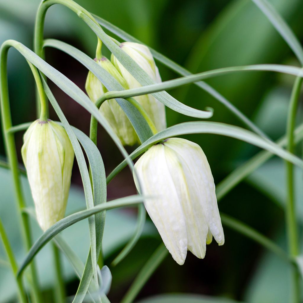 Fritillaria meleagris Alba
