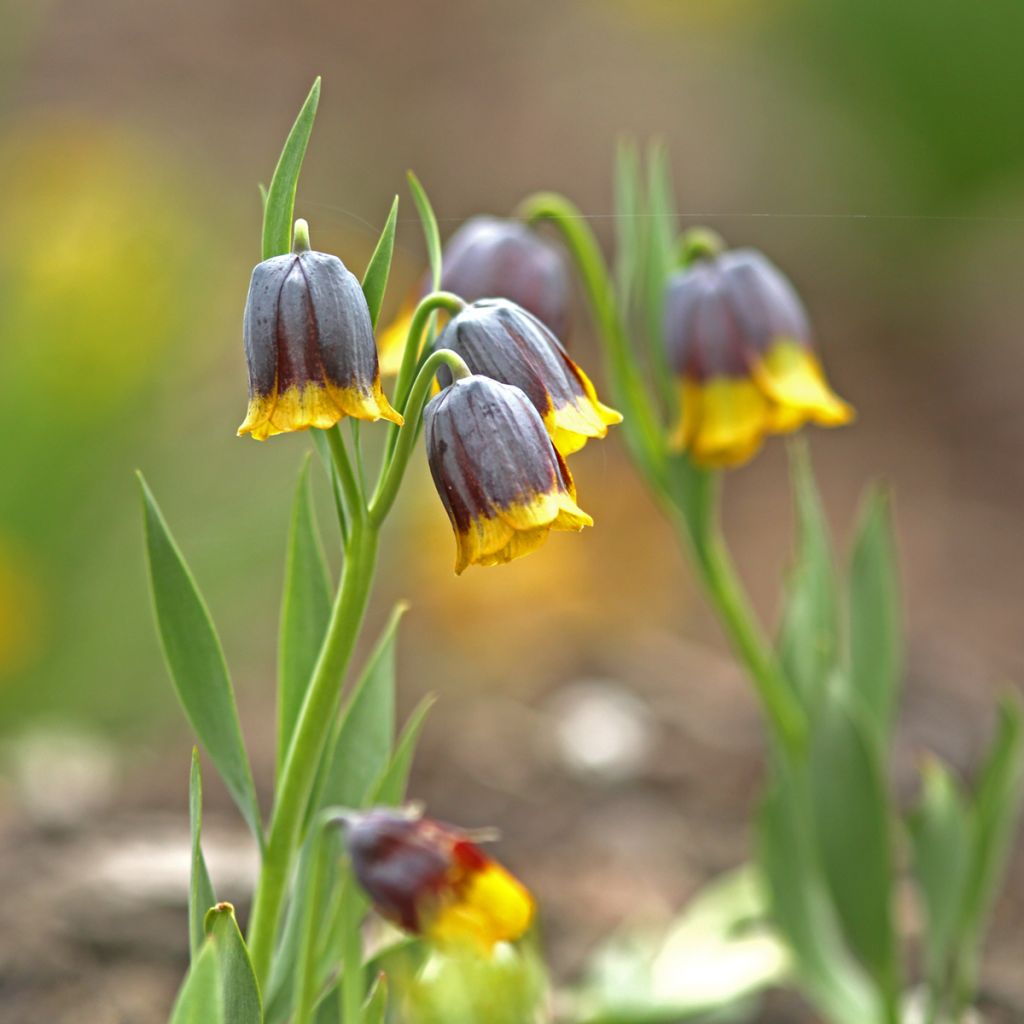 Fritillaria uva-vulpis 