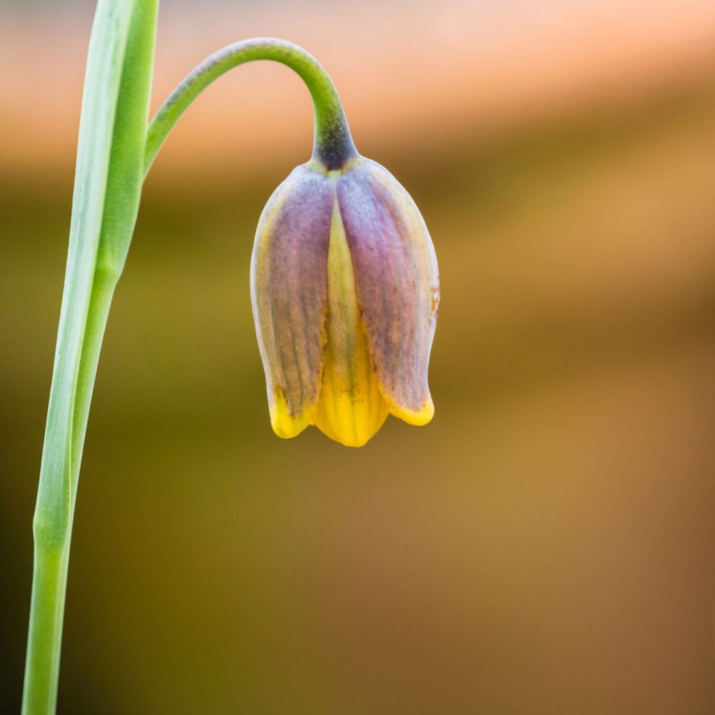 Fritillaria uva-vulpis 