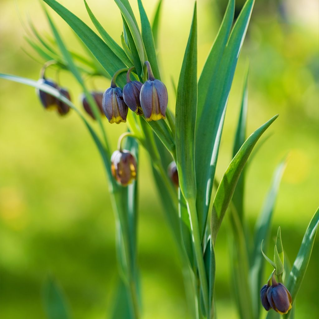 Fritillaria uva-vulpis 