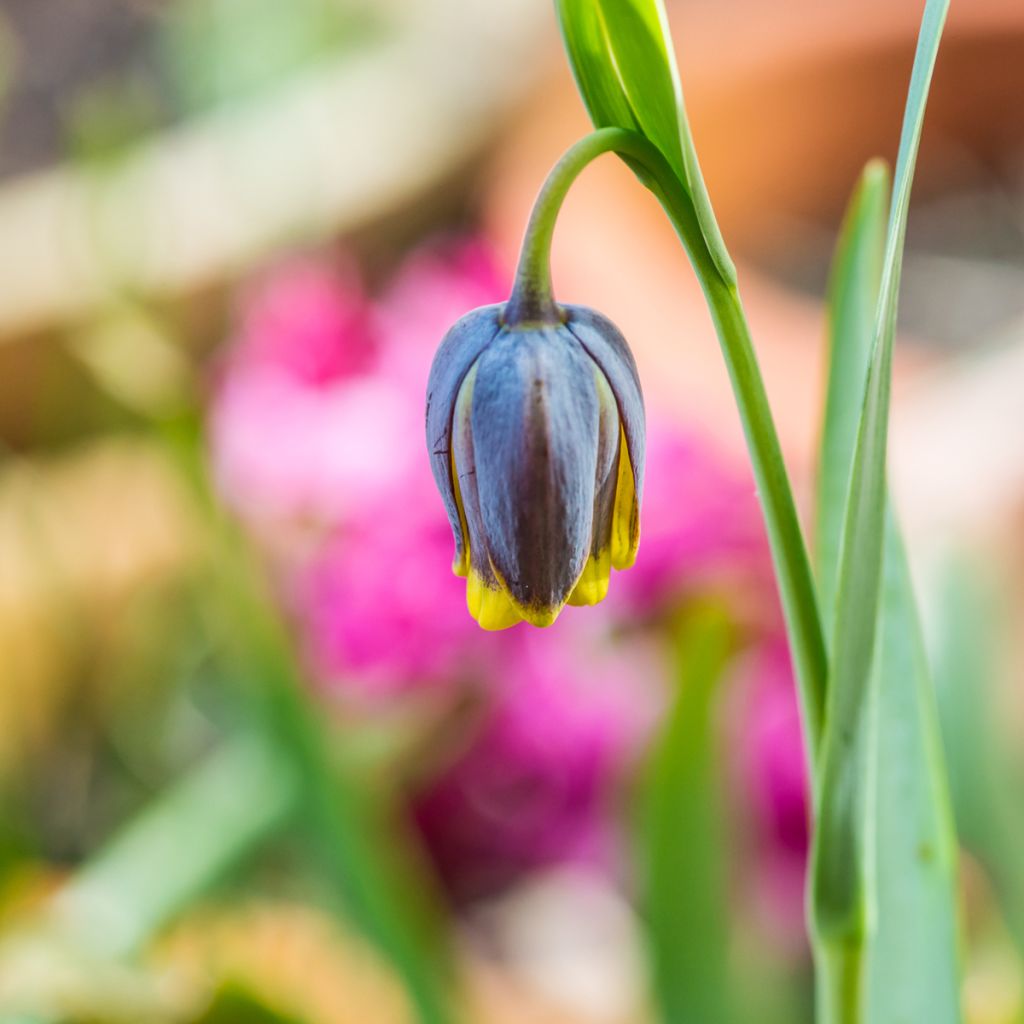 Fritillaria uva-vulpis 