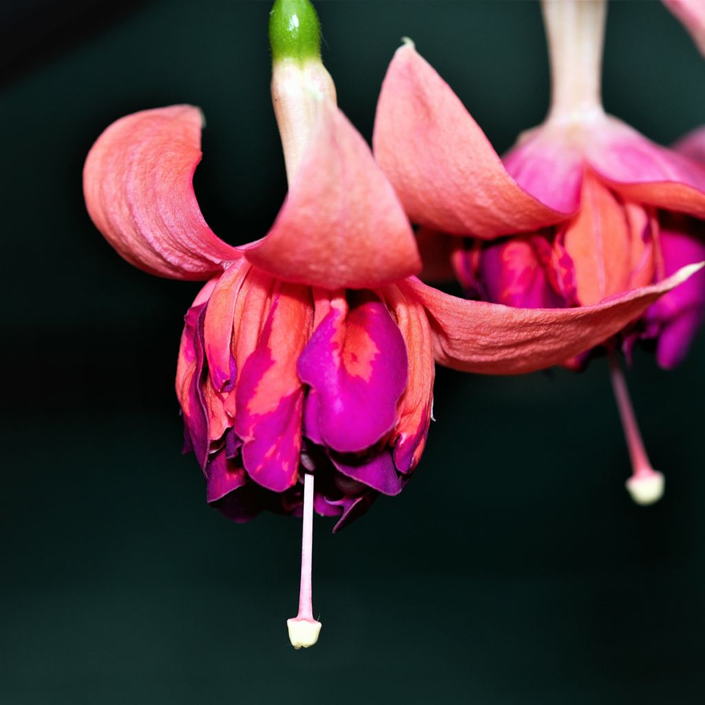 Fuchsia Bicentennial - Trailing Fuchsia