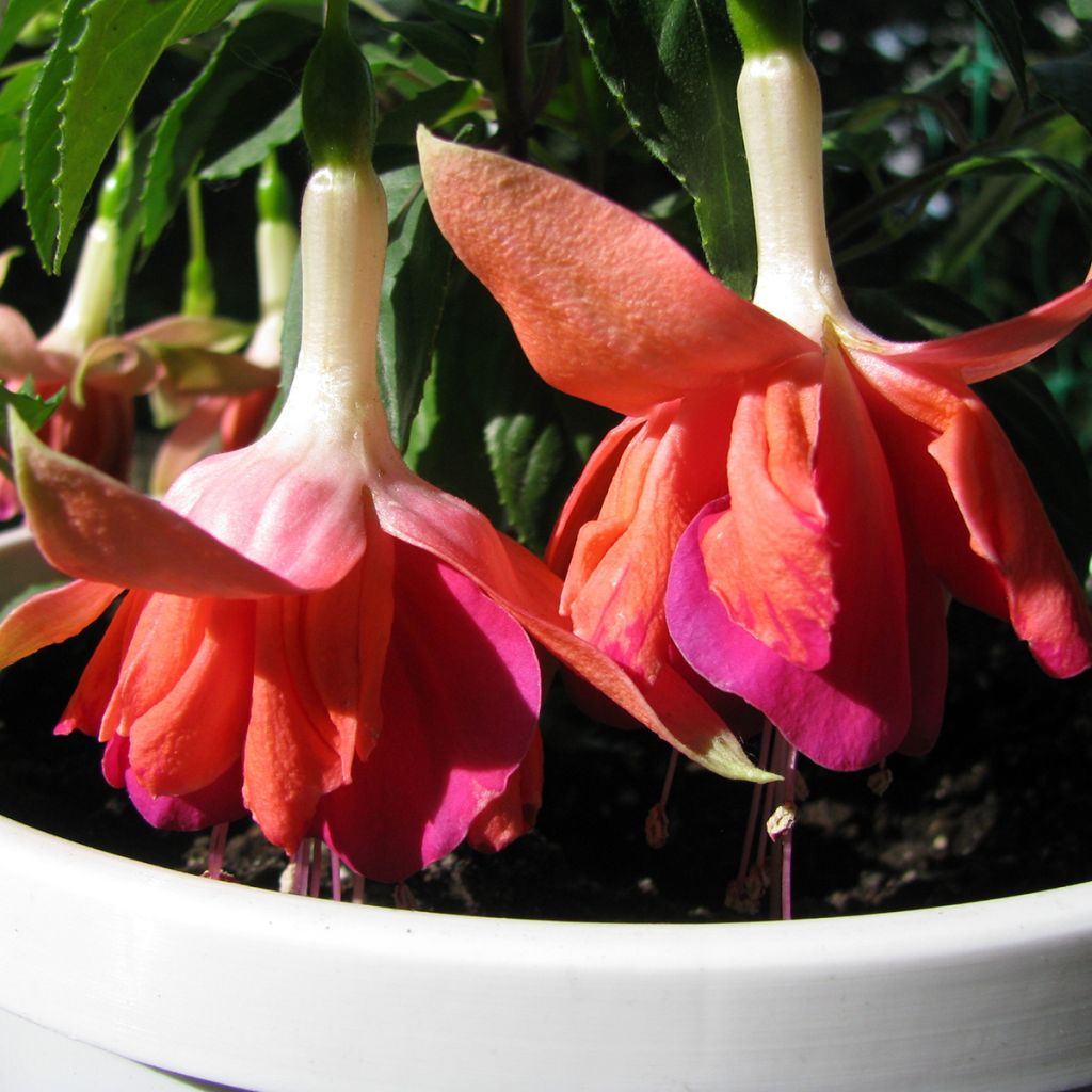 Fuchsia Bicentennial - Trailing Fuchsia