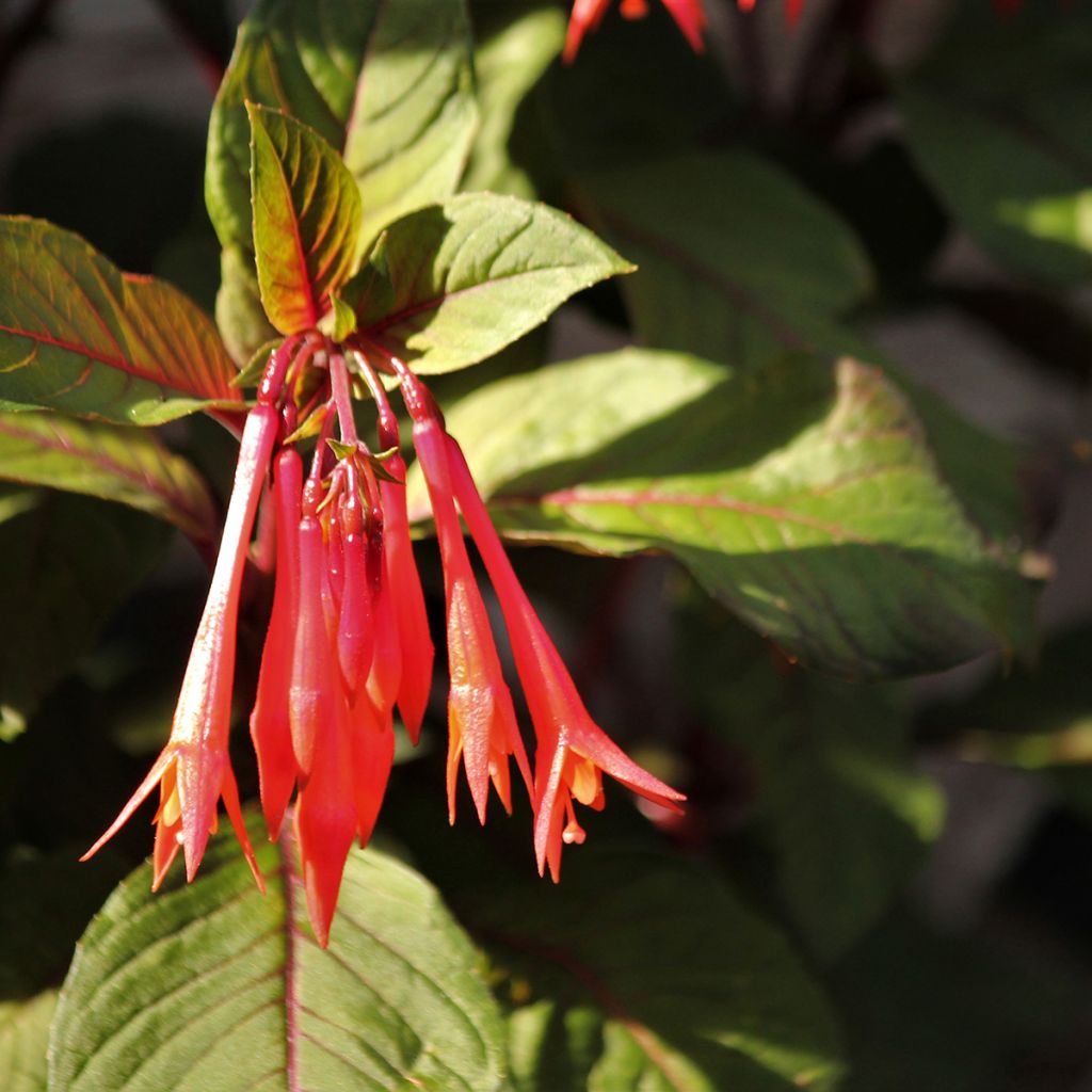 Fuchsia Gartenmeister Bonstedt