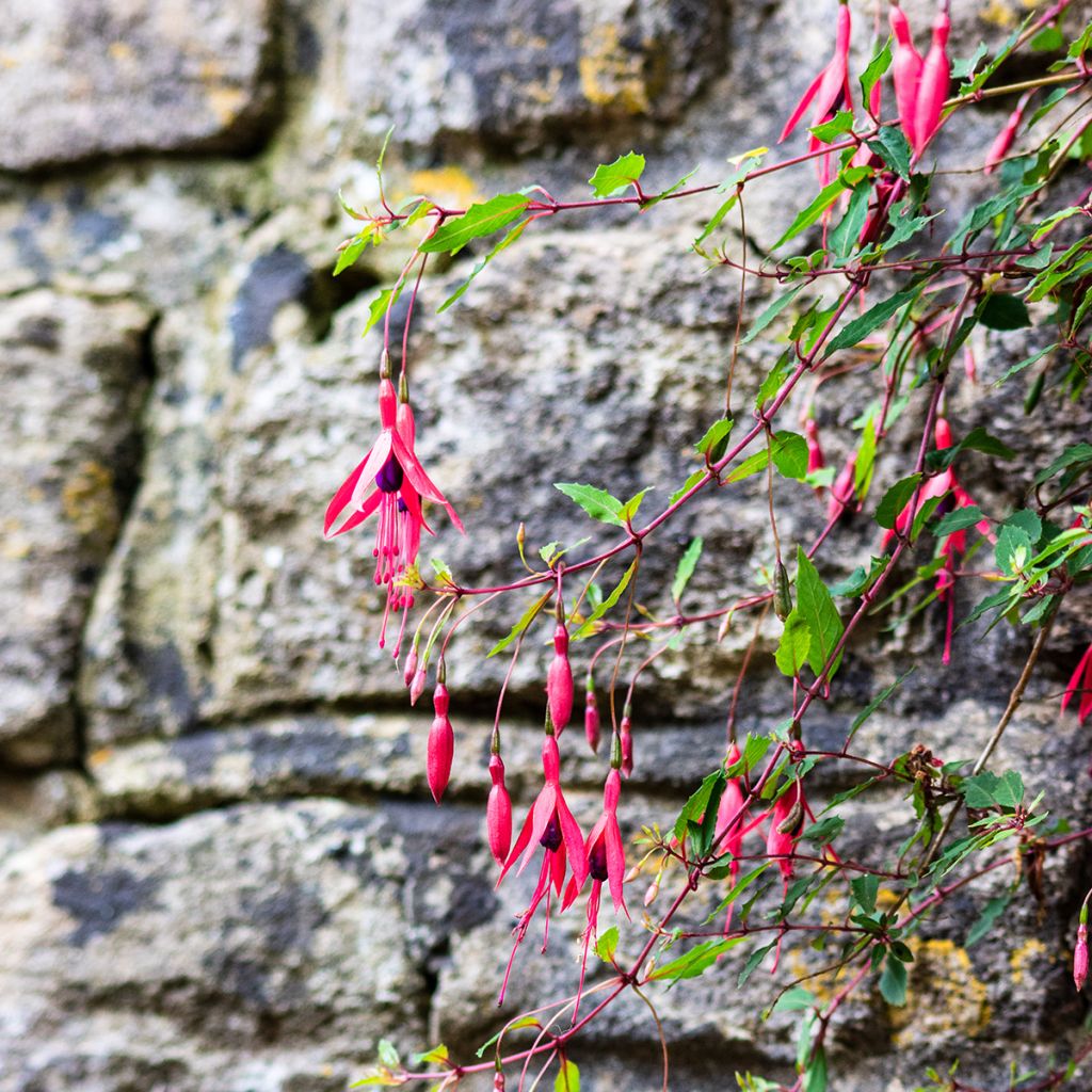 Fuchsia Mrs Popple