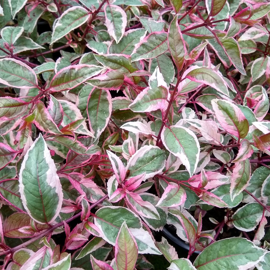 Fuchsia Tom West