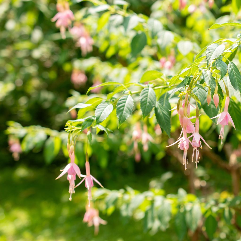 Fuchsia Whiteknights Pearl