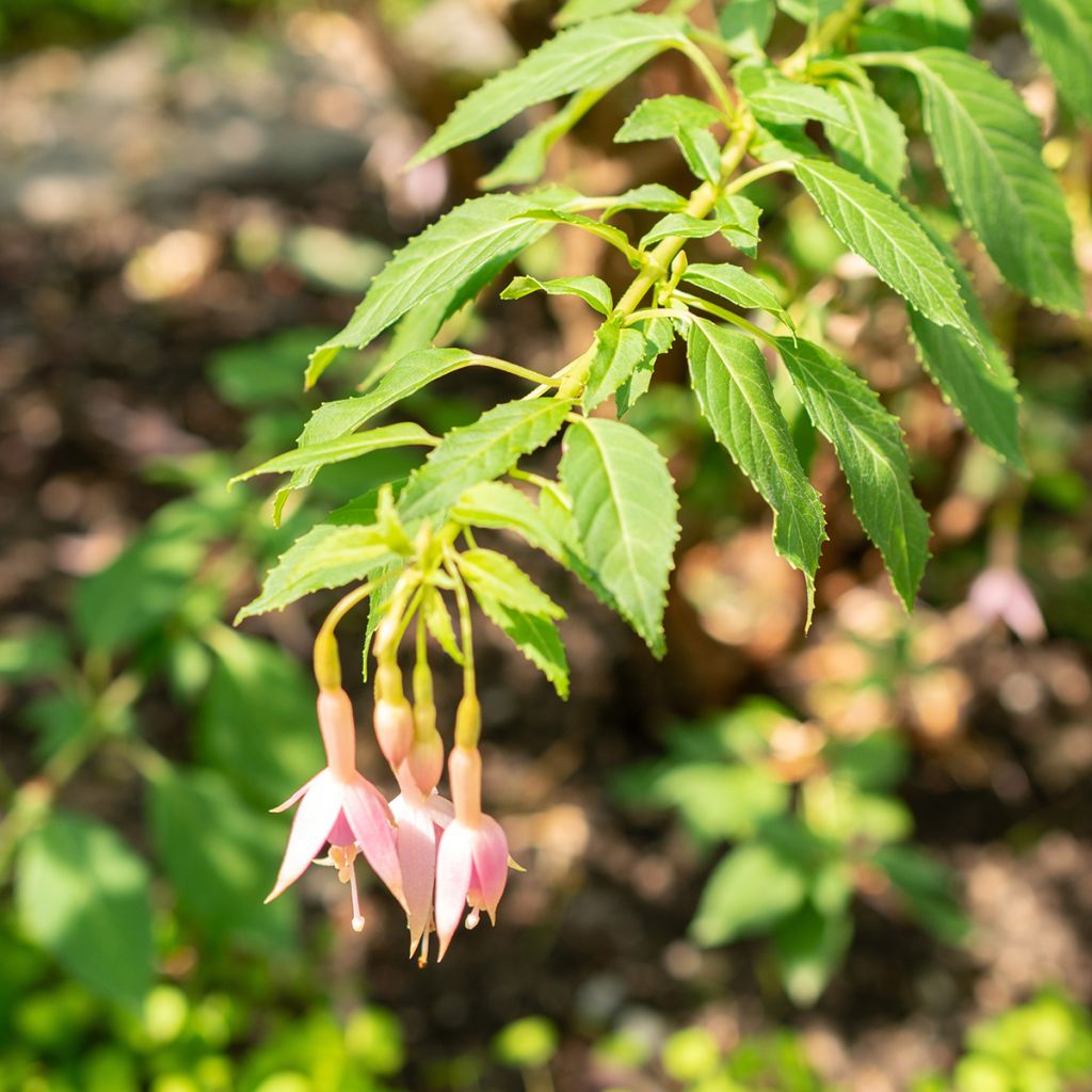 Fuchsia Whiteknights Pearl