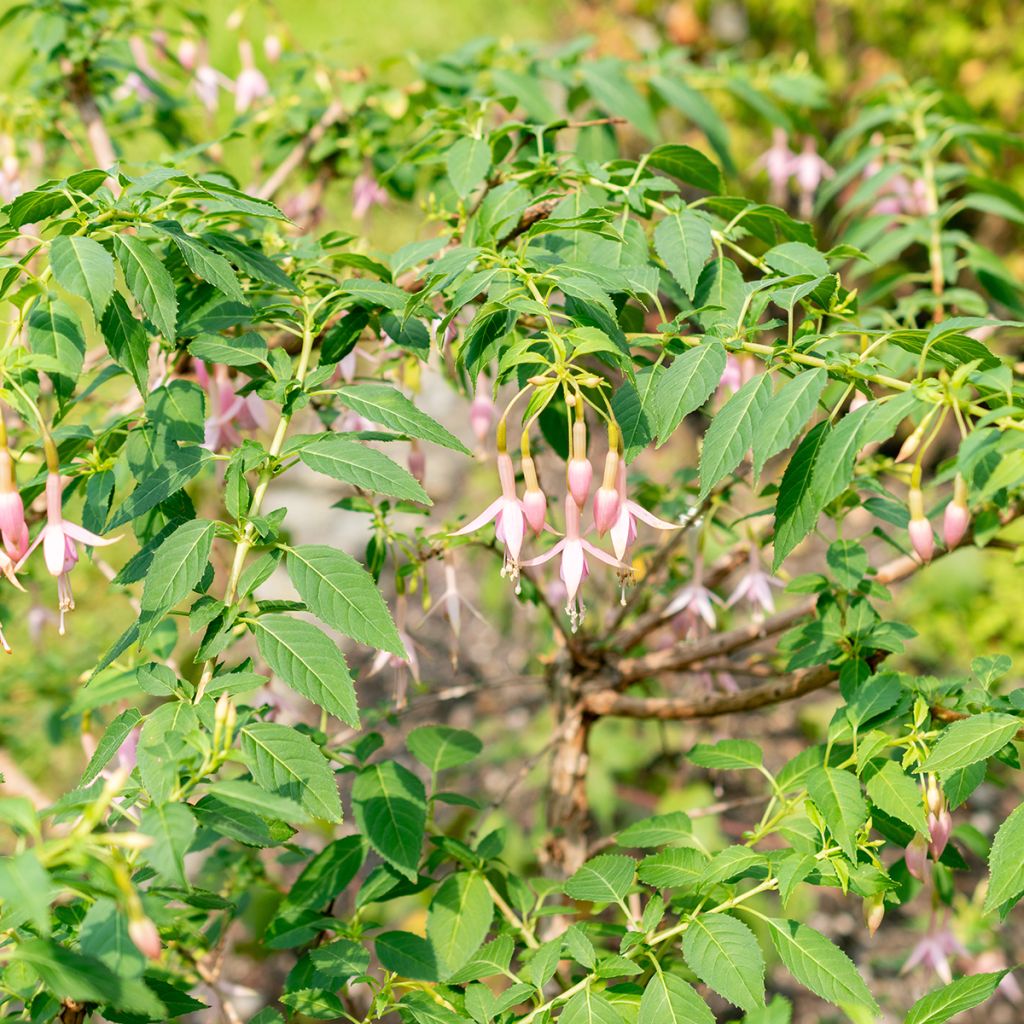 Fuchsia Whiteknights Pearl
