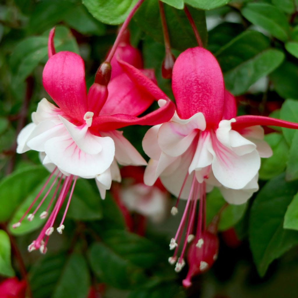 Fuchsia Jollies Madiran 