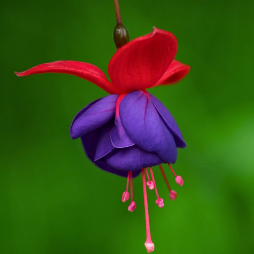 Fuchsia Jollies Nantes