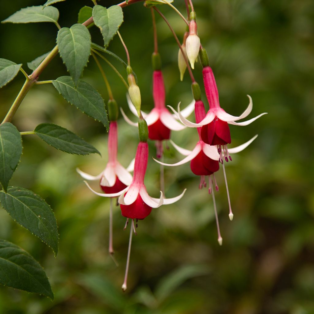 Fuchsia Checkerboard