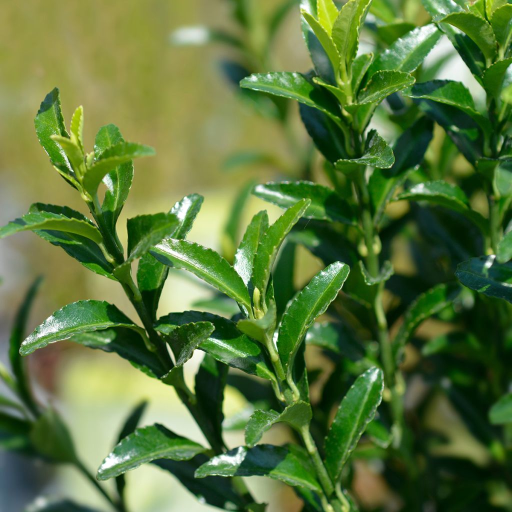 Euonymus japonicus Green Spire - Japanese Spindle