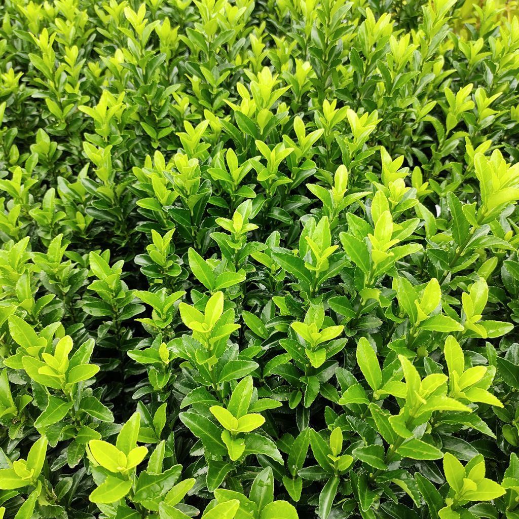 Euonymus japonicus Green Spire - Japanese Spindle