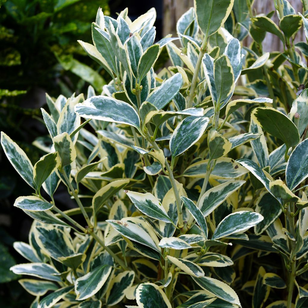Euonymus japonicus Silver King - Japanese Spindle