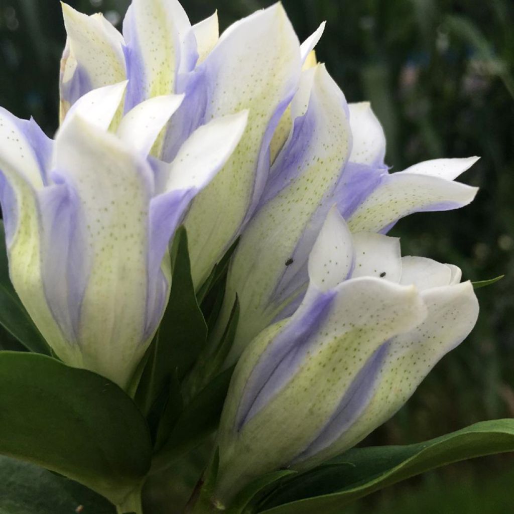 Gentiana Crystal Ashiro®