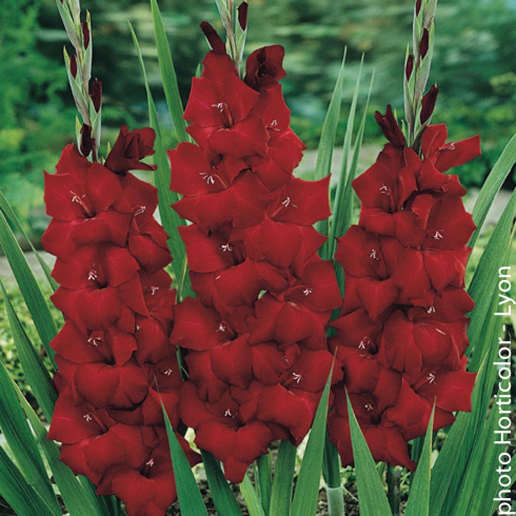 Gladiolus Espresso - Sword Lily