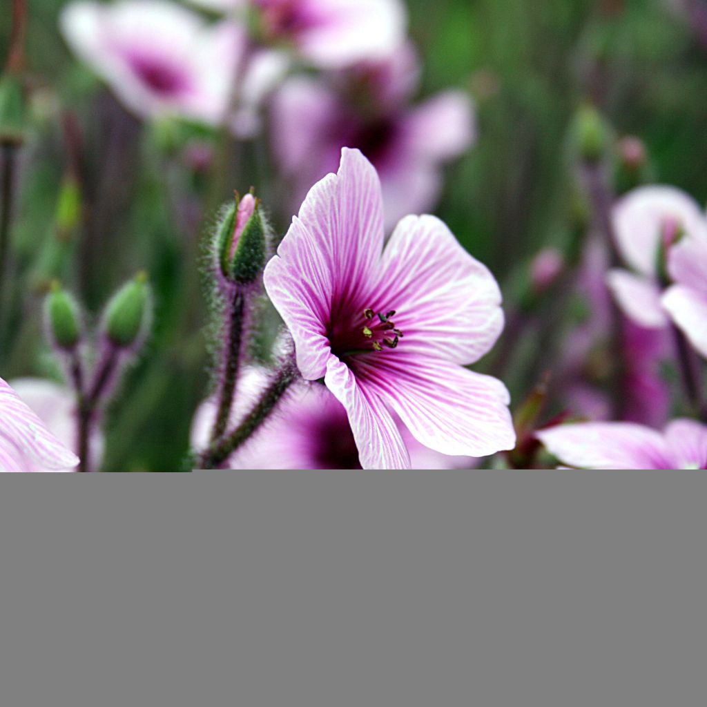 Geranium maderense