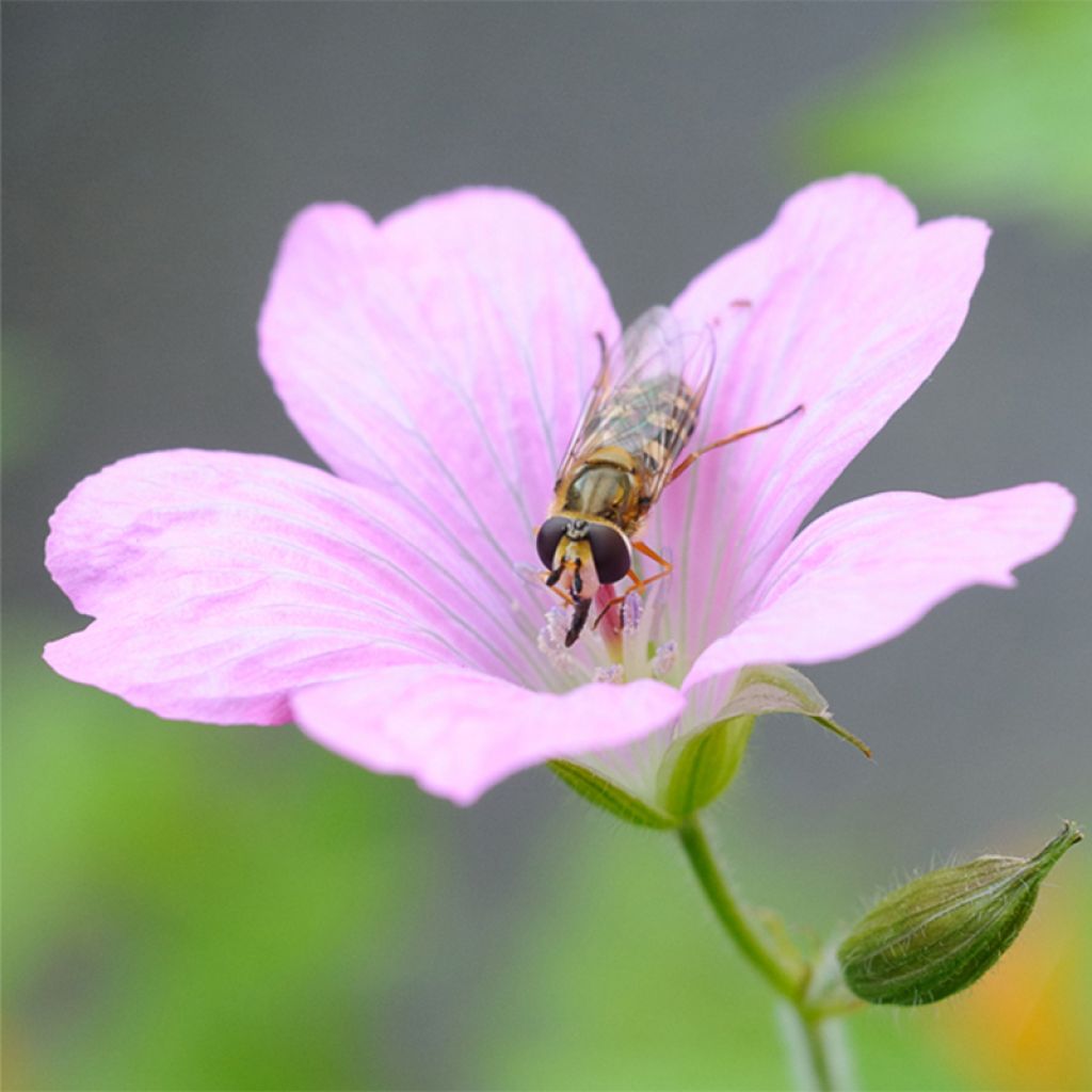 Geranium endressii - Endres cranesbill