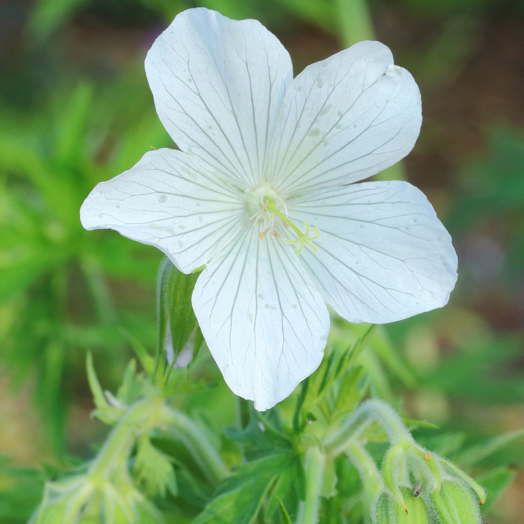 Geranium pratense f. albiflorum Galactic