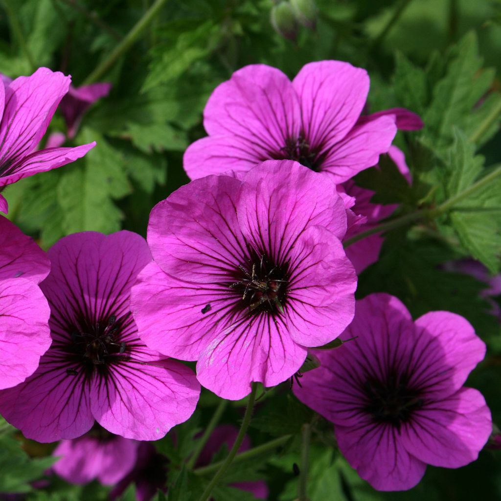Geranium psilostemon - Armenian Cranesbill