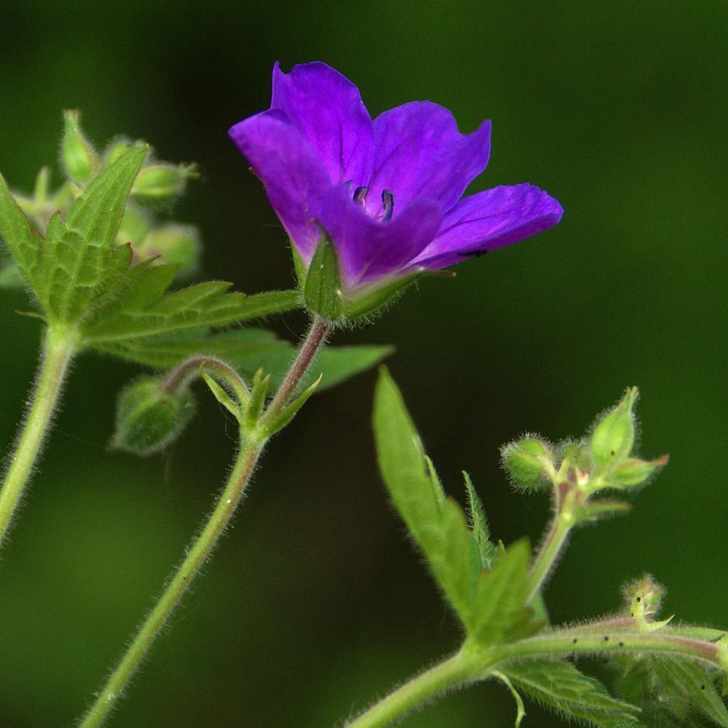 Geranium sylvaticum Bridget Lion