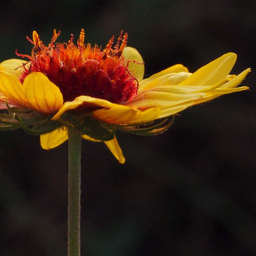 Gaillardia aristata Amber Wheels