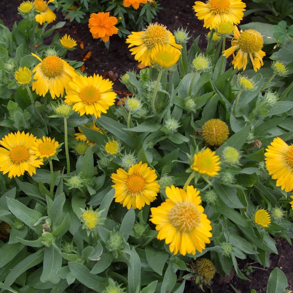 Gaillardia grandiflora Mesa Yellow