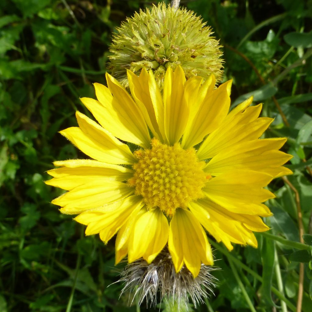 Gaillardia aristata Maxima Aurea