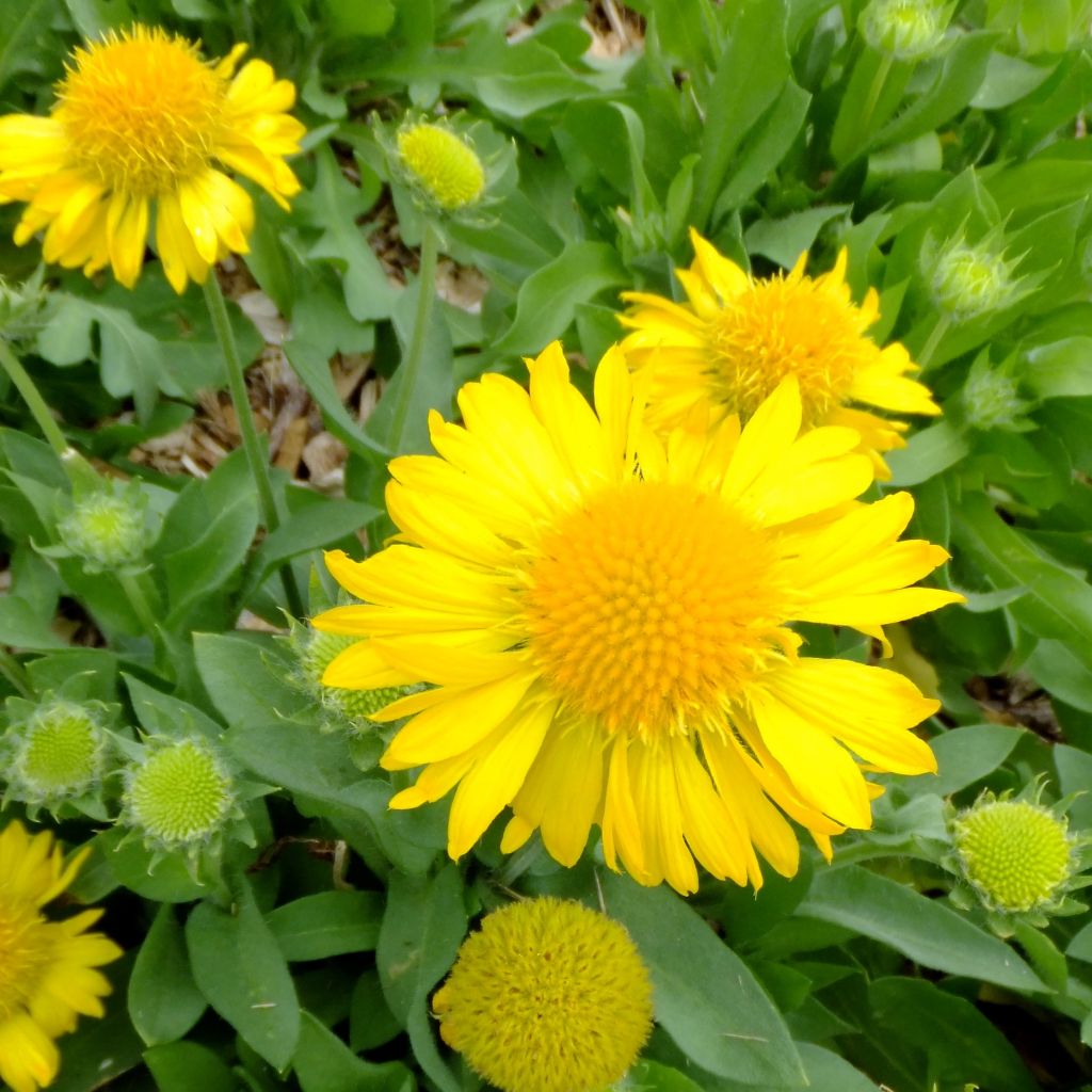 Gaillardia aristata Maxima Aurea
