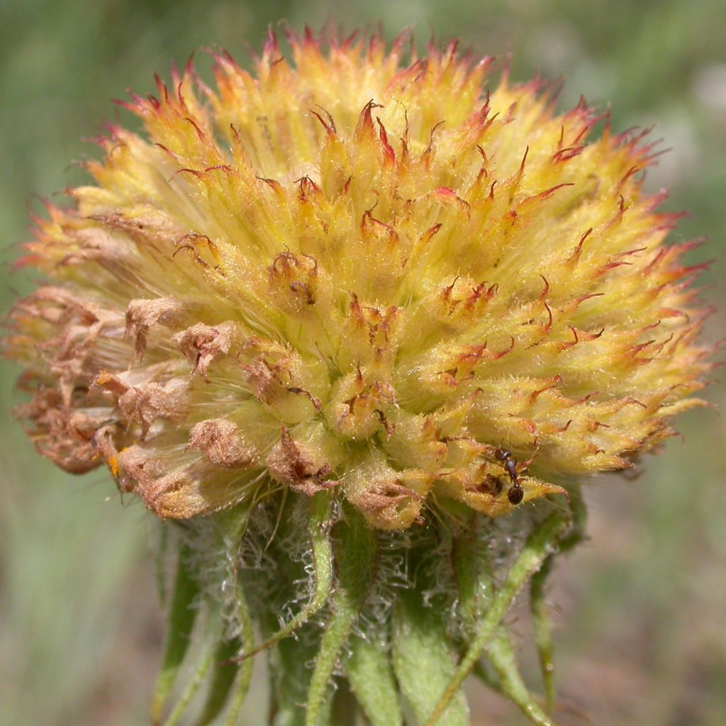 Gaillardia aristata Maxima Aurea