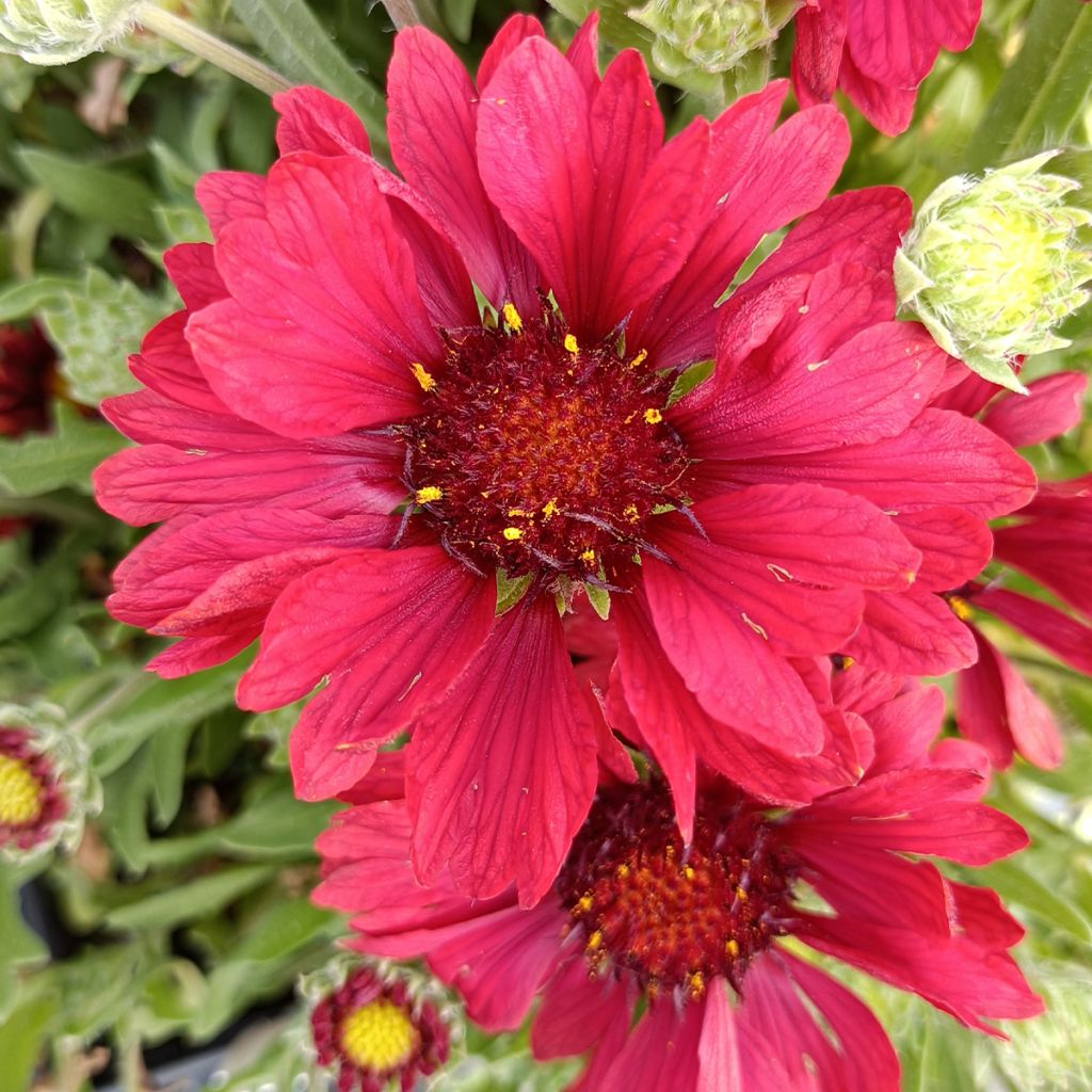 Gaillardia Arizona Red Shades