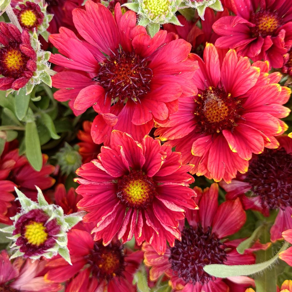 Gaillardia Arizona Red Shades