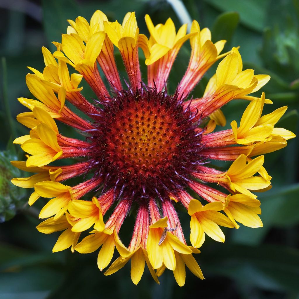 Gaillardia grandiflora Fanfare