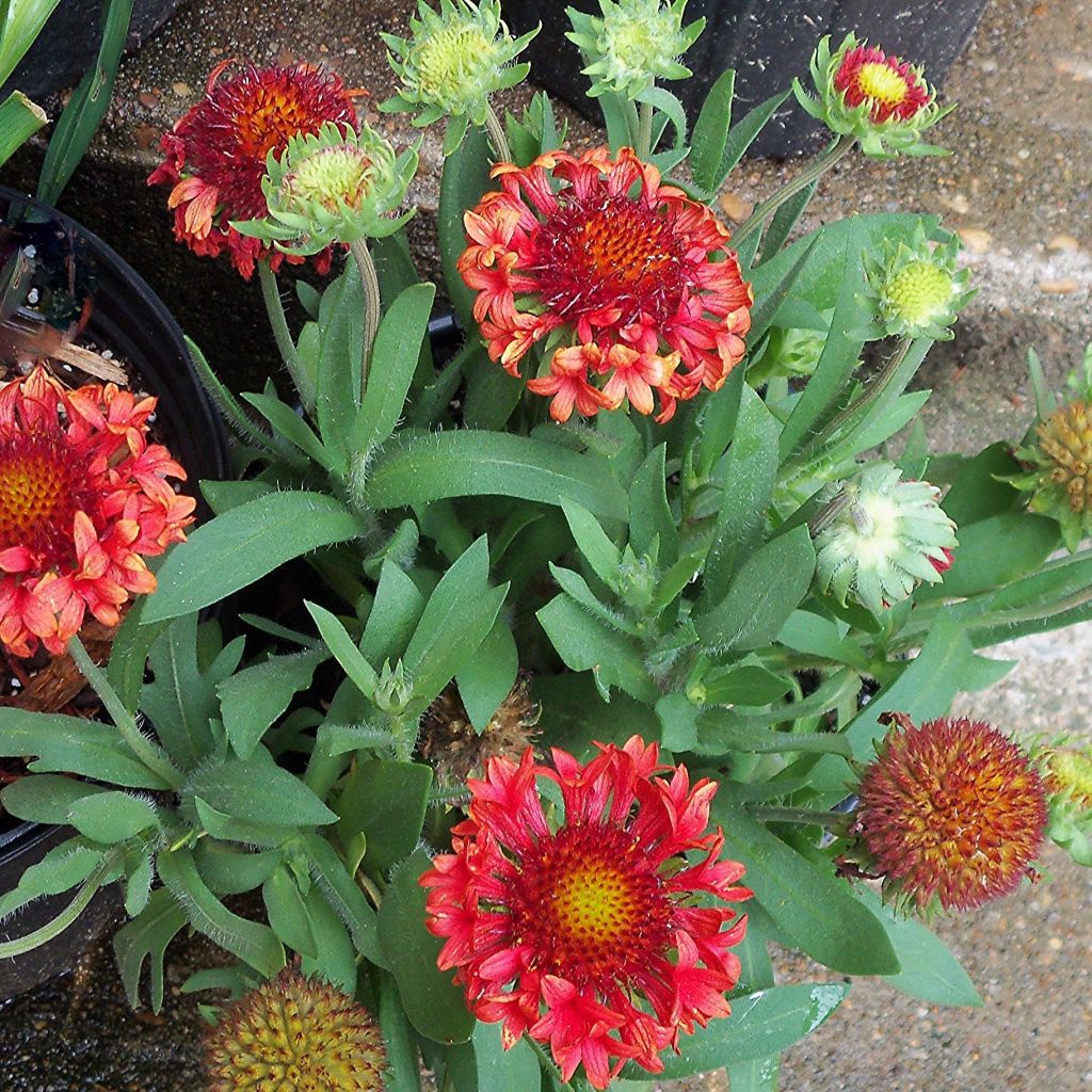 Gaillardia grandiflora Fanfare