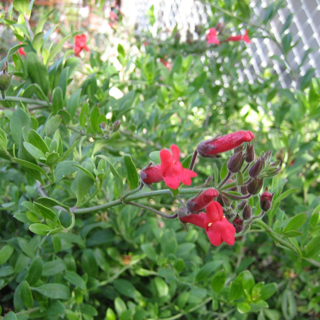Galvezia speciosa