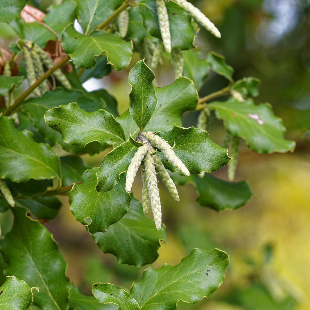 Garrya elliptica - Elliptical-leaved Garrya