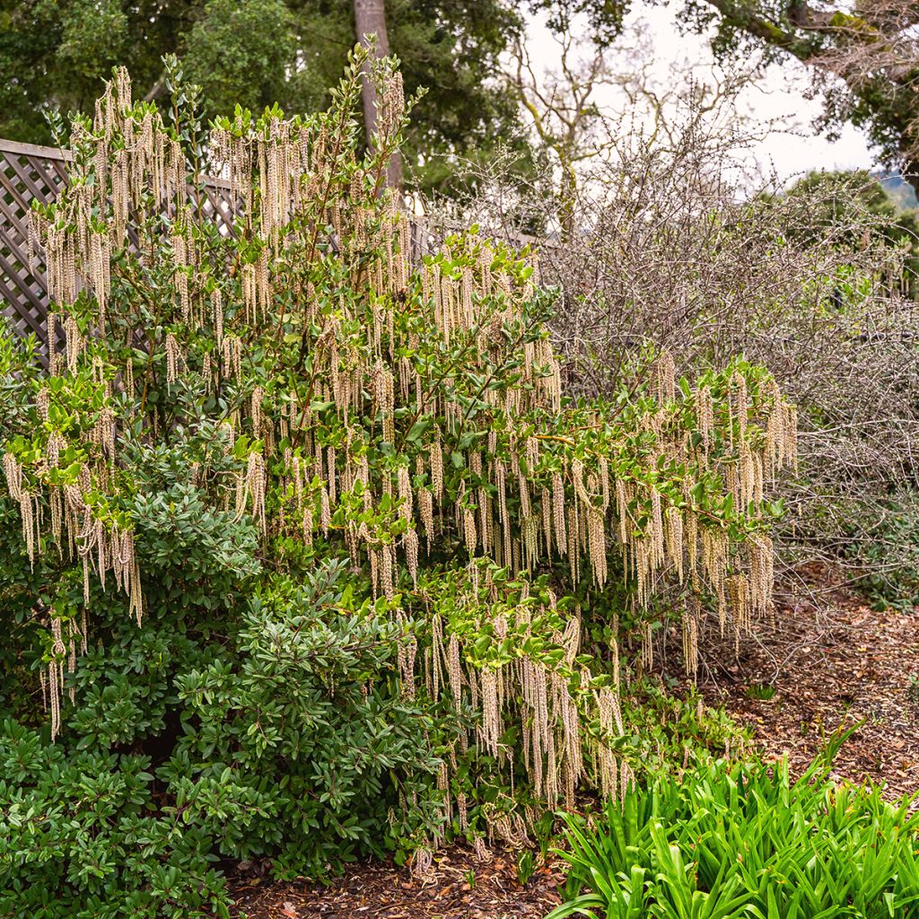 Garrya elliptica - Elliptical-leaved Garrya