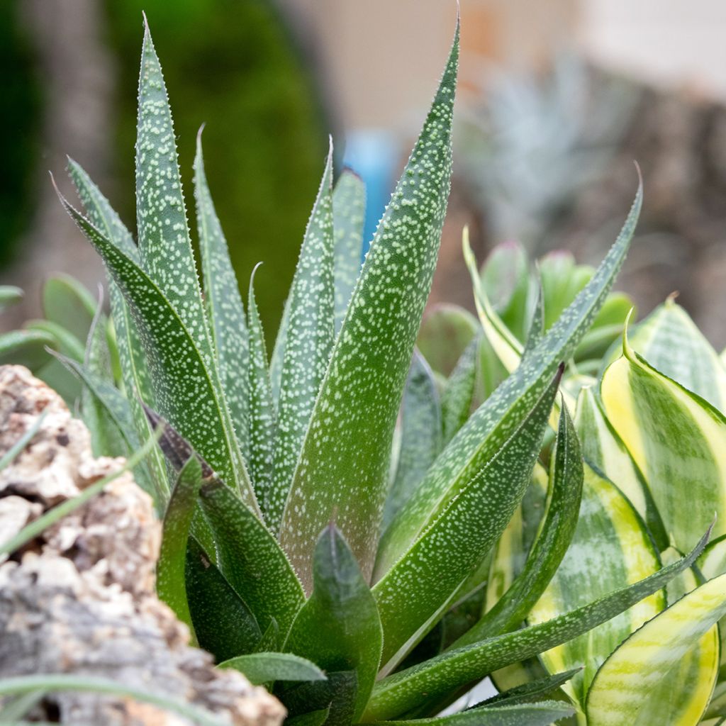 Gasteria  'D. Due'